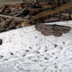 Ectropis excursaria at Macarthur, ACT - 17 Apr 2019 01:59 PM