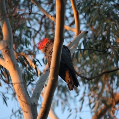 Callocephalon fimbriatum (Gang-gang Cockatoo) at Hughes Grassy Woodland - 17 Apr 2019 by LisaH