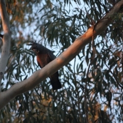 Callocephalon fimbriatum at Hughes, ACT - suppressed