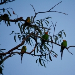 Polytelis swainsonii (Superb Parrot) at Hughes, ACT - 17 Apr 2019 by LisaH