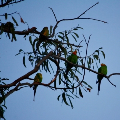 Polytelis swainsonii (Superb Parrot) at Red Hill to Yarralumla Creek - 17 Apr 2019 by LisaH