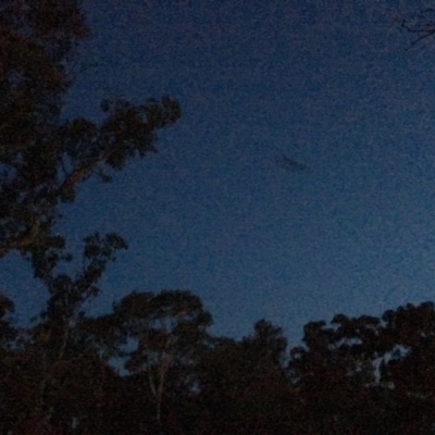 Petaurus notatus (Krefft’s Glider, Sugar Glider) at Red Hill to Yarralumla Creek - 17 Apr 2019 by LisaH