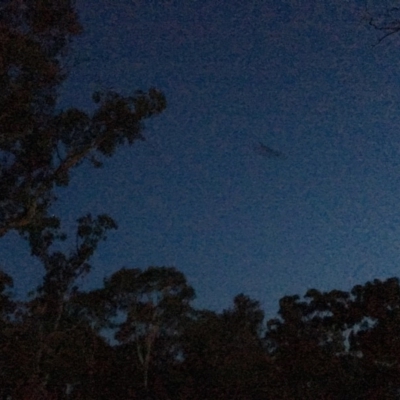 Petaurus notatus (Krefft’s Glider, formerly Sugar Glider) at Red Hill to Yarralumla Creek - 17 Apr 2019 by LisaH