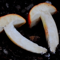 Tylopilus balloui (group) (Tylopilus balloui) at Box Cutting Rainforest Walk - 15 Apr 2019 by Teresa