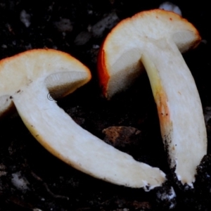 Tylopilus balloui (group) at Box Cutting Rainforest Walk - 16 Apr 2019