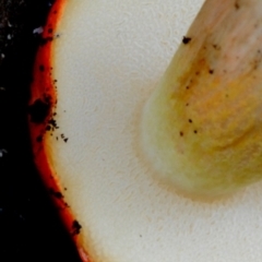 Tylopilus balloui (group) at Box Cutting Rainforest Walk - 16 Apr 2019