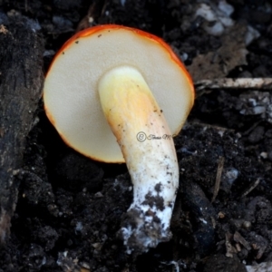 Tylopilus balloui (group) at Box Cutting Rainforest Walk - 16 Apr 2019