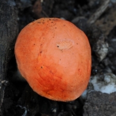 Tylopilus balloui (group) at Box Cutting Rainforest Walk - 16 Apr 2019 12:00 AM