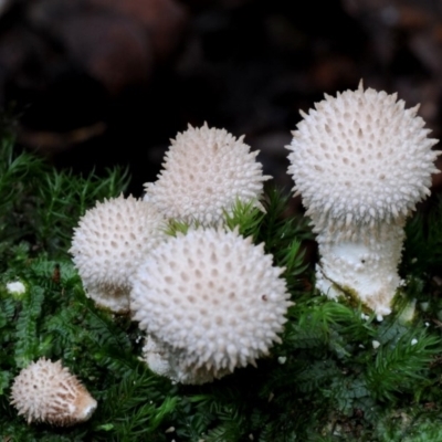 Lycoperdon pyriforme (Stump Puffball) at Box Cutting Rainforest Walk - 16 Apr 2019 by Teresa