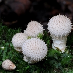 Lycoperdon pyriforme (Stump Puffball) at Bodalla State Forest - 15 Apr 2019 by Teresa