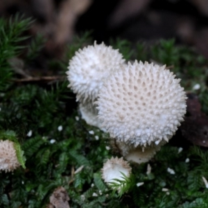 Lycoperdon pyriforme at suppressed - 16 Apr 2019 12:00 AM