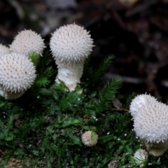 Lycoperdon pyriforme at suppressed - suppressed