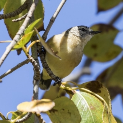 Acanthiza chrysorrhoa (Yellow-rumped Thornbill) at Giralang, ACT - 17 Apr 2019 by AlisonMilton