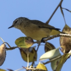 Acanthiza chrysorrhoa at Giralang, ACT - 17 Apr 2019