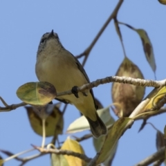 Acanthiza chrysorrhoa at Giralang, ACT - 17 Apr 2019