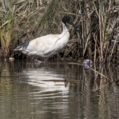 Threskiornis molucca (Australian White Ibis) at Giralang, ACT - 17 Apr 2019 by AlisonMilton