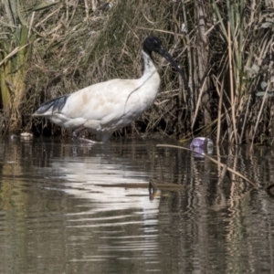 Threskiornis molucca at Giralang, ACT - 17 Apr 2019