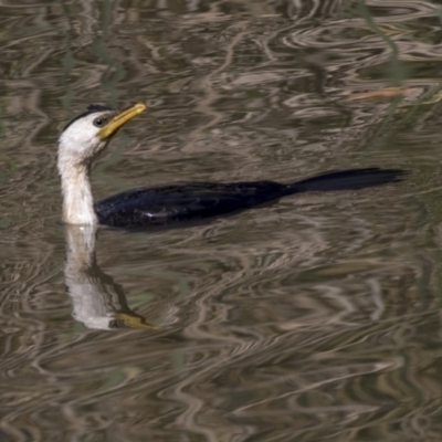 Microcarbo melanoleucos (Little Pied Cormorant) at Giralang Wetlands - 17 Apr 2019 by AlisonMilton