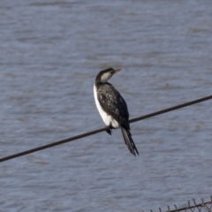 Microcarbo melanoleucos (Little Pied Cormorant) at McKellar, ACT - 17 Apr 2019 by Alison Milton