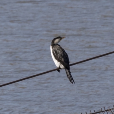 Microcarbo melanoleucos (Little Pied Cormorant) at Lake Ginninderra - 17 Apr 2019 by Alison Milton
