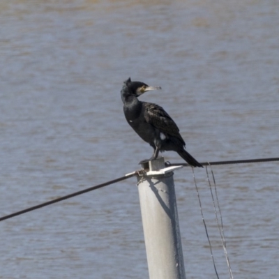 Phalacrocorax carbo (Great Cormorant) at Lake Ginninderra - 17 Apr 2019 by Alison Milton