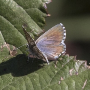 Theclinesthes serpentata at McKellar, ACT - 17 Apr 2019 01:38 PM