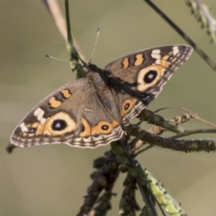 Junonia villida (Meadow Argus) at Giralang, ACT - 17 Apr 2019 by AlisonMilton