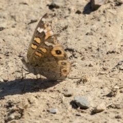 Junonia villida at Giralang, ACT - 17 Apr 2019 12:39 PM