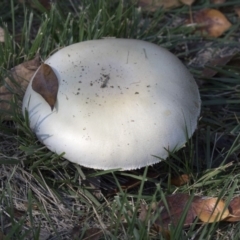 Agaricus sp. (Agaricus) at Giralang Wetlands - 17 Apr 2019 by AlisonMilton