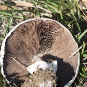 Agaricus sp. at Giralang, ACT - 17 Apr 2019 12:18 PM