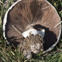 Agaricus sp. at Giralang, ACT - 17 Apr 2019 12:18 PM