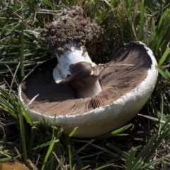 Agaricus sp. at Giralang, ACT - 17 Apr 2019 12:18 PM