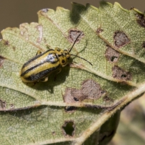 Xanthogaleruca luteola at Giralang, ACT - 17 Apr 2019 12:27 PM