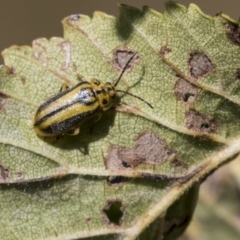 Xanthogaleruca luteola (Elm leaf beetle) at Lake Ginninderra - 17 Apr 2019 by AlisonMilton