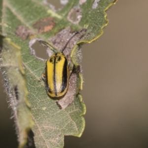 Xanthogaleruca luteola at Giralang, ACT - 17 Apr 2019 12:27 PM