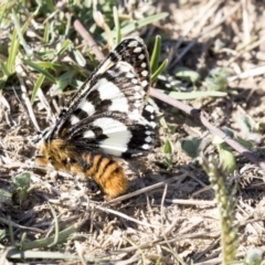 Apina callisto (Pasture Day Moth) at McKellar Wetlands - 17 Apr 2019 by AlisonMilton