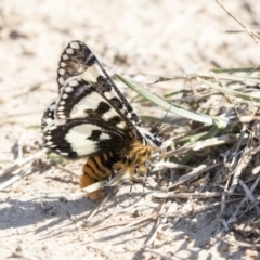 Apina callisto at McKellar, ACT - 17 Apr 2019