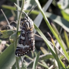 Apina callisto at McKellar, ACT - 17 Apr 2019