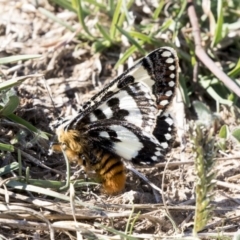 Apina callisto at McKellar, ACT - 17 Apr 2019