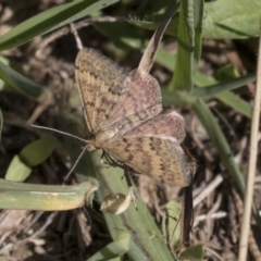 Scopula rubraria (Reddish Wave, Plantain Moth) at McKellar, ACT - 17 Apr 2019 by AlisonMilton