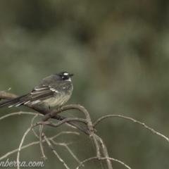 Rhipidura albiscapa (Grey Fantail) at Dunlop, ACT - 7 Apr 2019 by JonSteinbeck