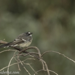 Rhipidura albiscapa (Grey Fantail) at The Pinnacle - 6 Apr 2019 by BIrdsinCanberra