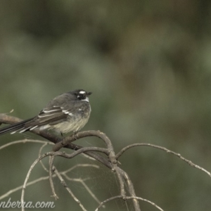 Rhipidura albiscapa at Dunlop, ACT - 7 Apr 2019