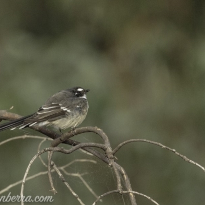 Rhipidura albiscapa (Grey Fantail) at Dunlop, ACT - 7 Apr 2019 by JonSteinbeck