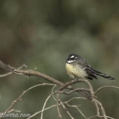 Rhipidura albiscapa at Dunlop, ACT - 7 Apr 2019