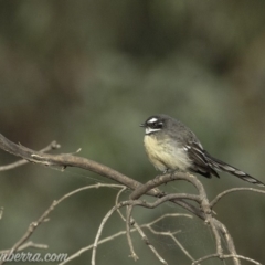 Rhipidura albiscapa at Dunlop, ACT - 7 Apr 2019