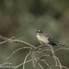 Rhipidura albiscapa at Dunlop, ACT - 7 Apr 2019