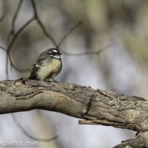 Rhipidura albiscapa at Dunlop, ACT - 7 Apr 2019