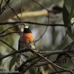 Petroica boodang (Scarlet Robin) at Dunlop, ACT - 7 Apr 2019 by JonSteinbeck