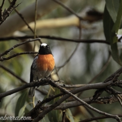 Petroica boodang (Scarlet Robin) at Dunlop, ACT - 7 Apr 2019 by JonSteinbeck